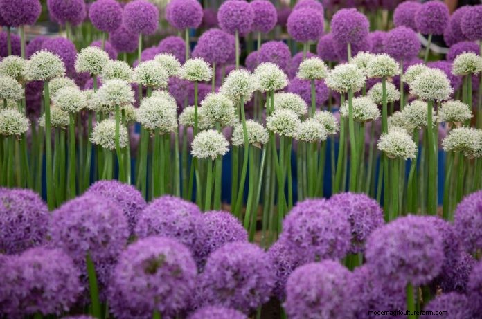 Perfection in the Great Pavilion at Chelsea