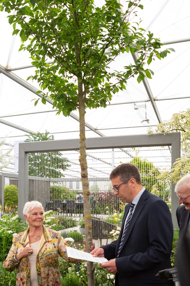 Elm tree campaign launched by Hillier