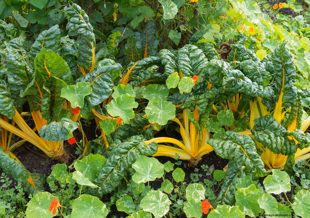 How to ensure your allotment thrives