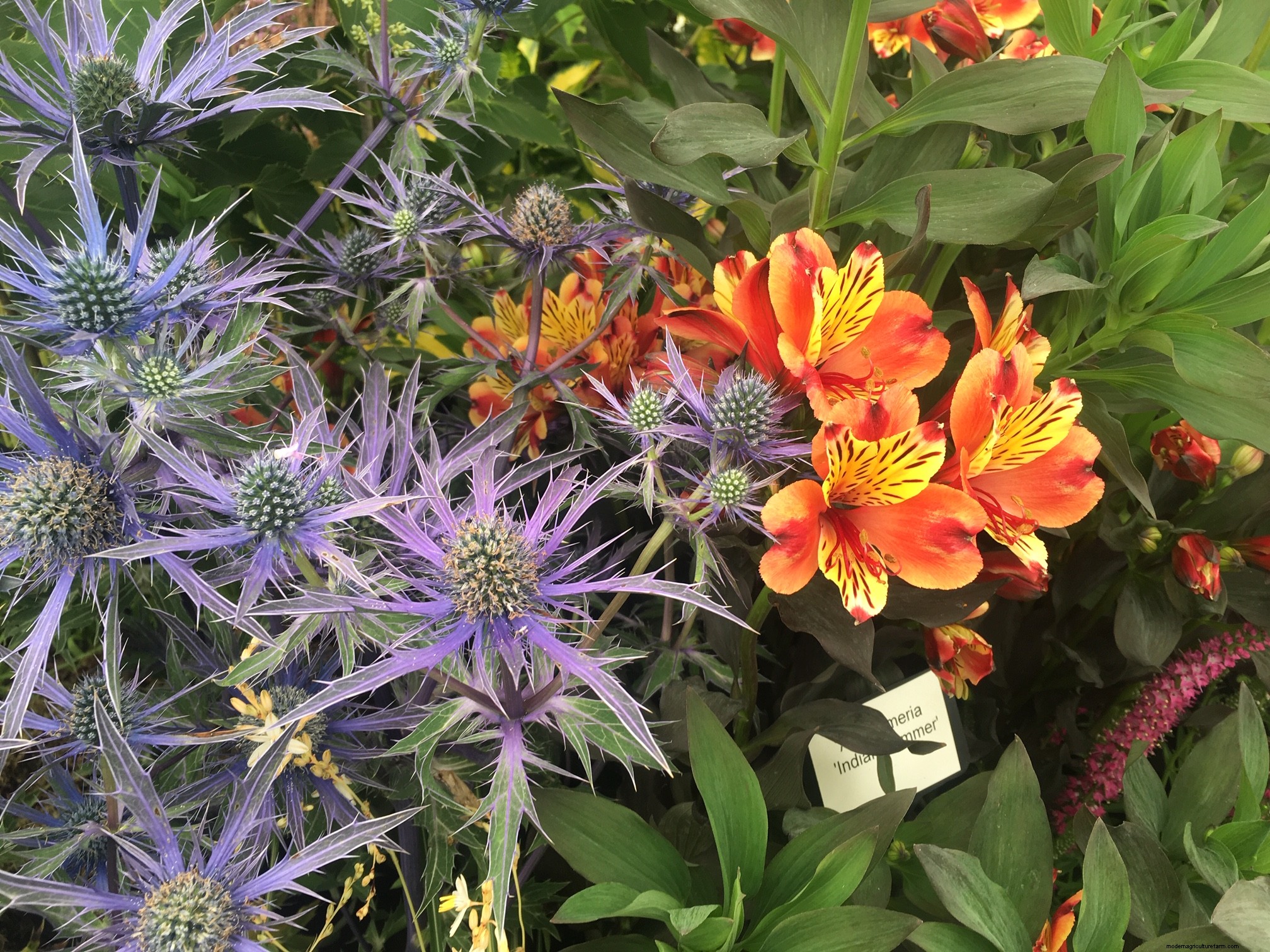 Plant combinations from Hampton Court