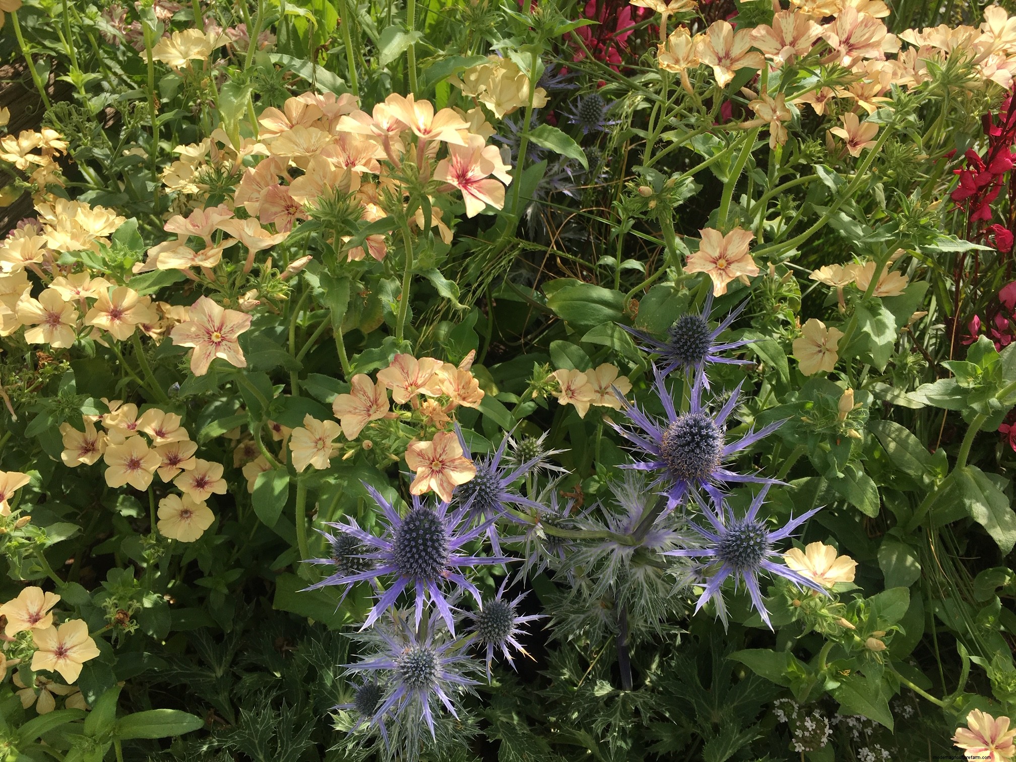 Plant combinations from Hampton Court