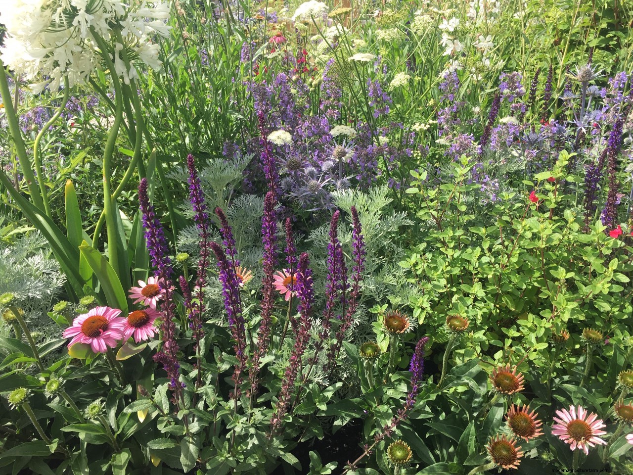 Plant combinations from Hampton Court