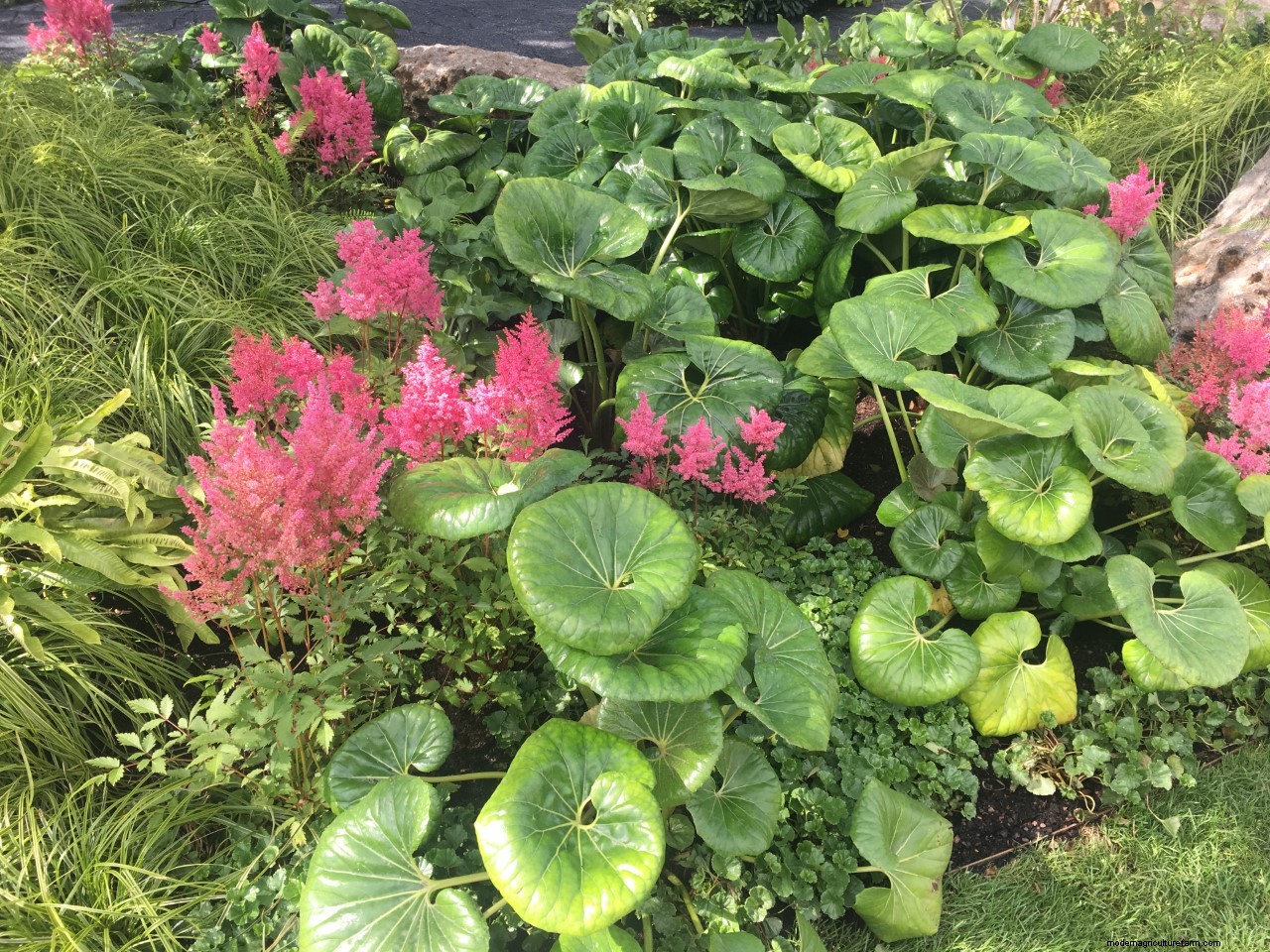 Plant combinations from Hampton Court