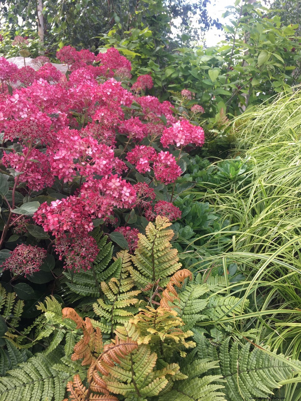 Plant combinations from Hampton Court