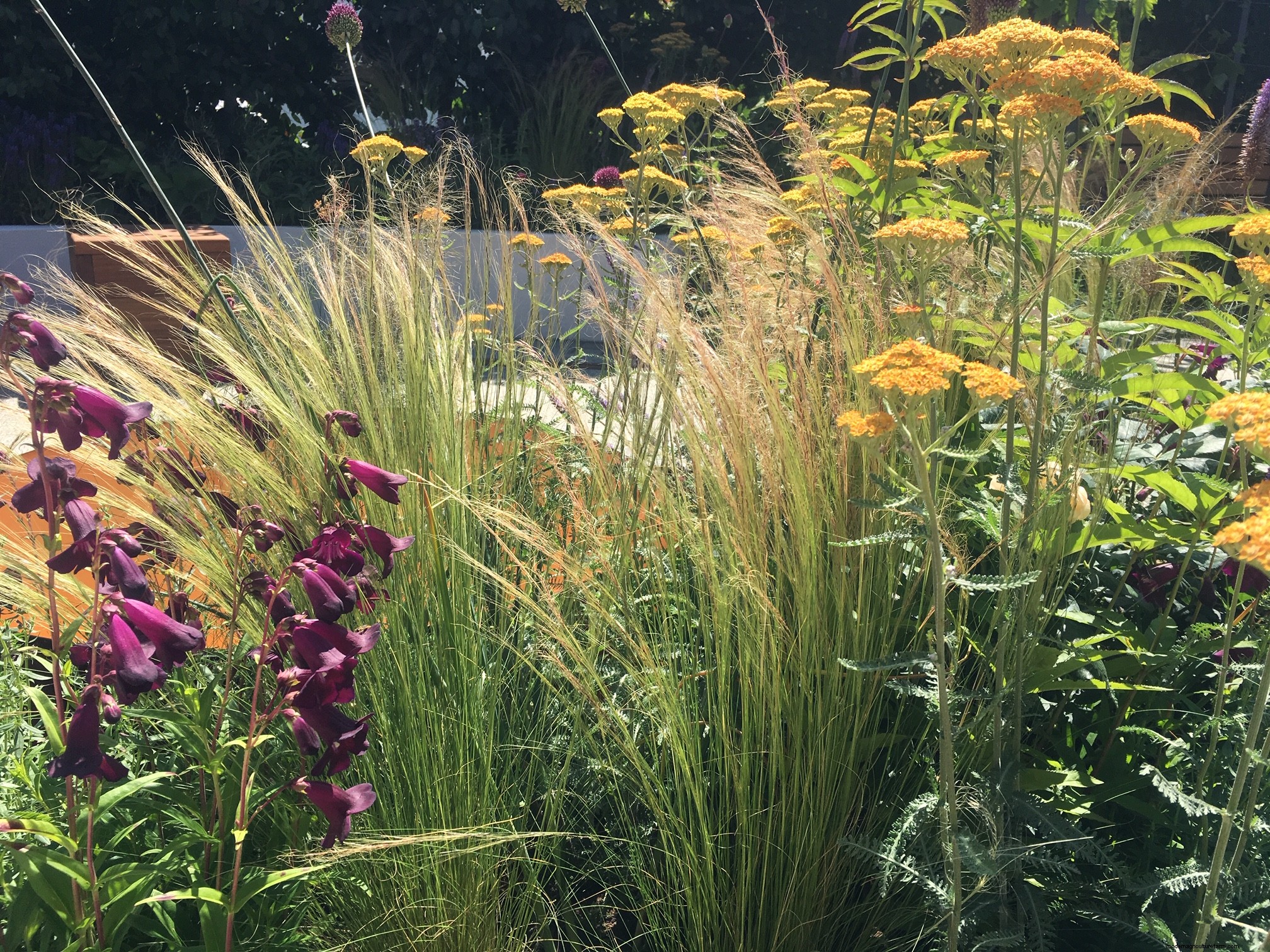 Plant combinations from Hampton Court