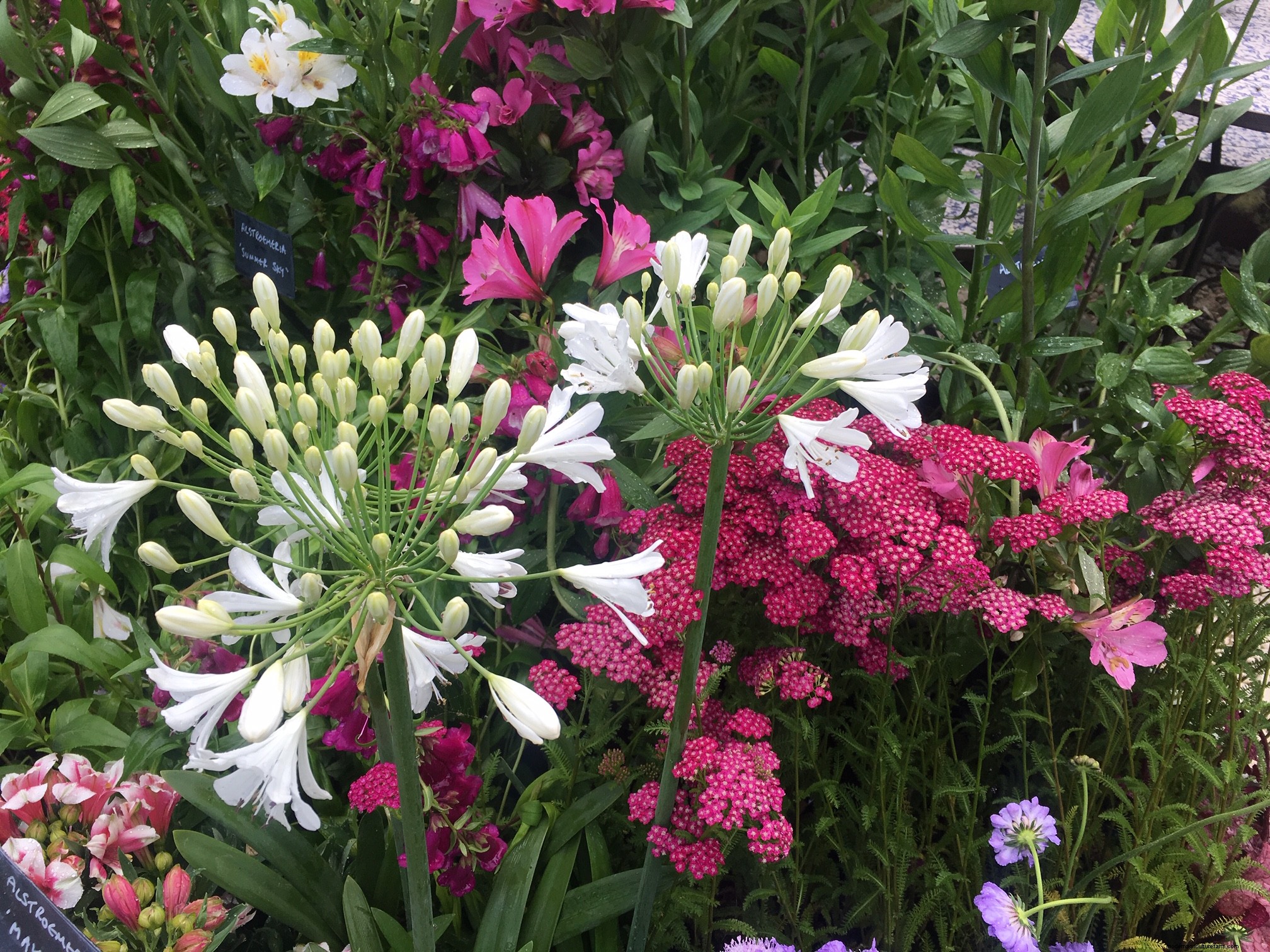 Plant combinations from Hampton Court