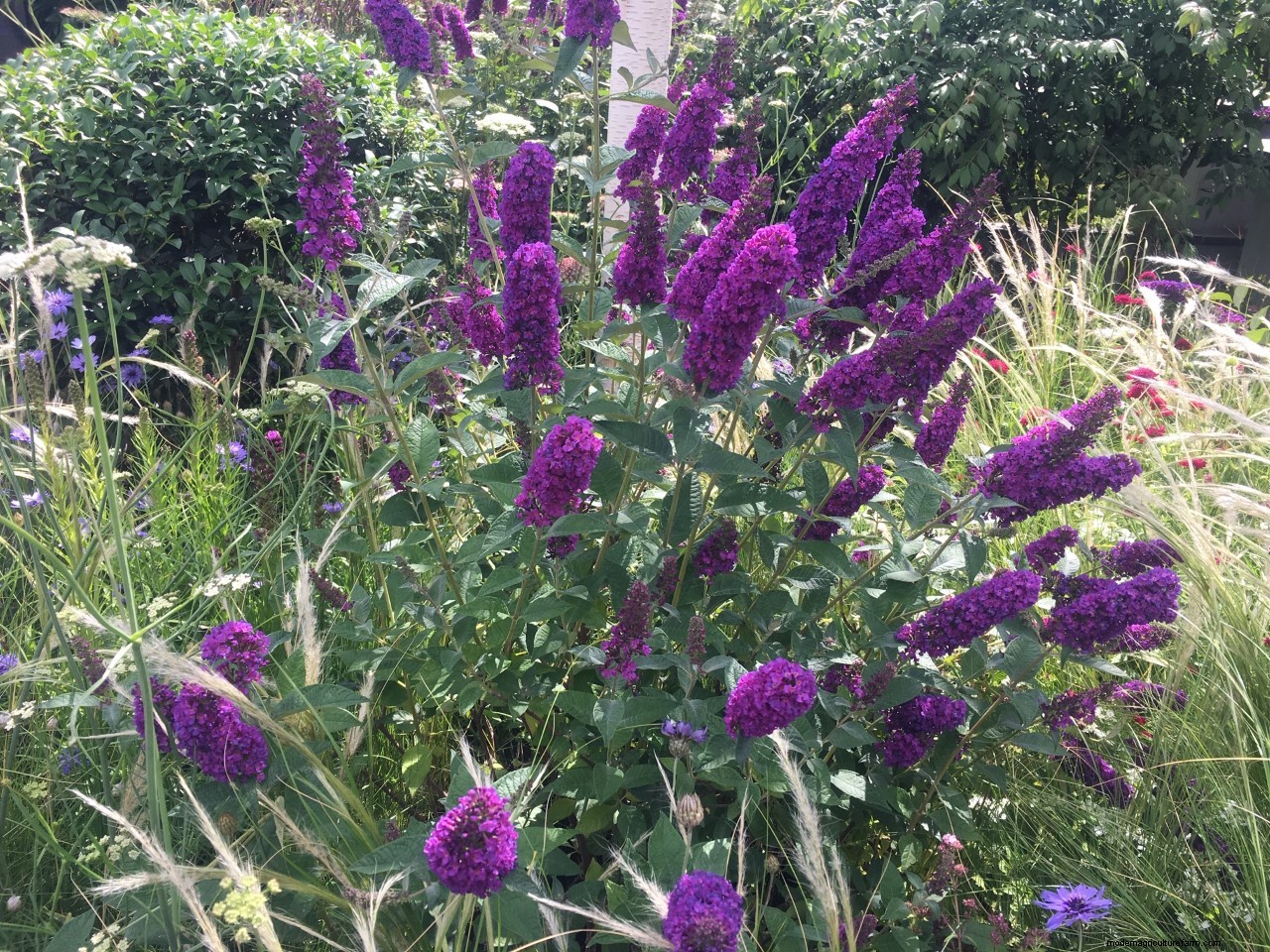 Plant combinations from Hampton Court