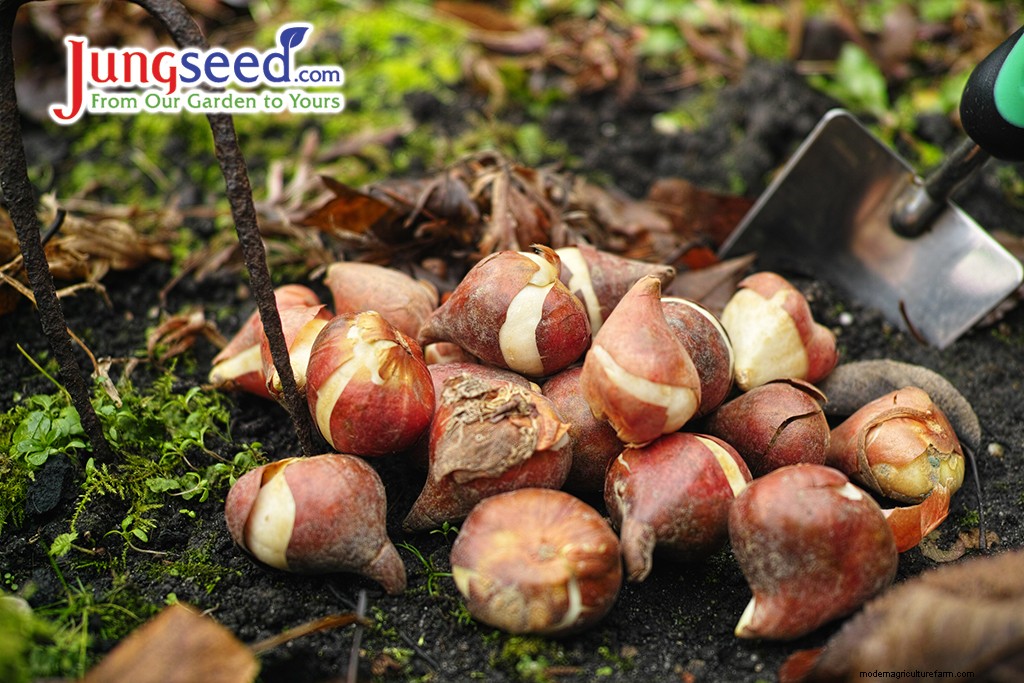 Fall Bulb Planting Tips