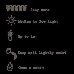 Peace Lily Growing Guide