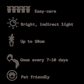 Peperomia Jade Growing Guide