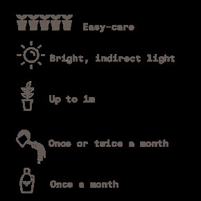 Sansevieria Growing Guide