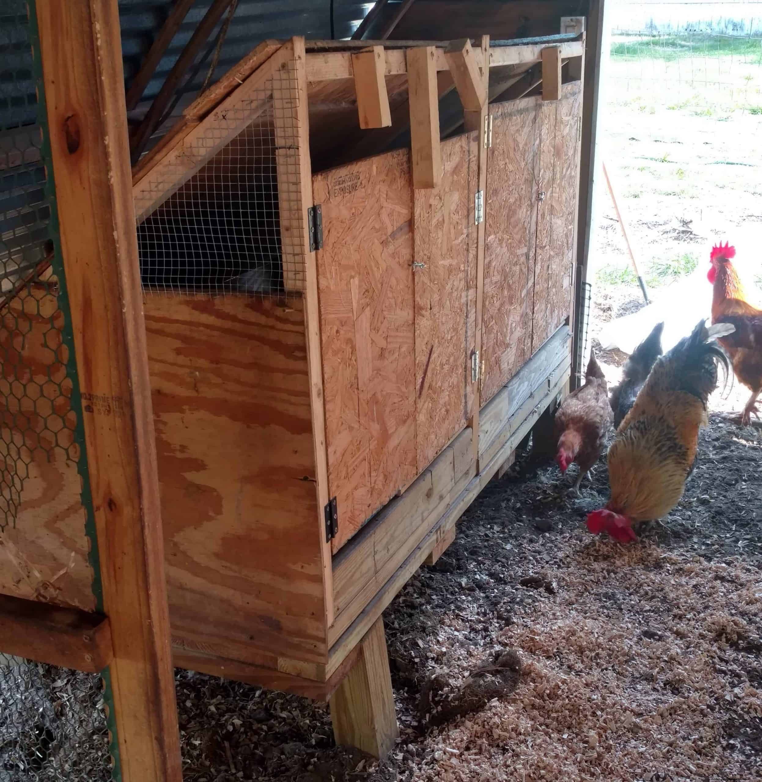 Raising chicks for beginners