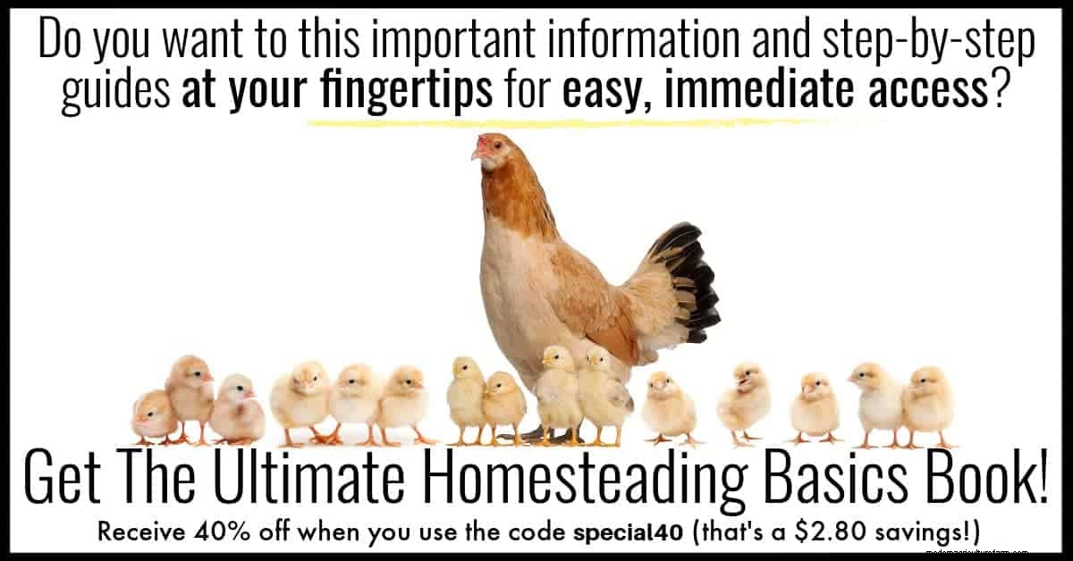Raising chicks for beginners