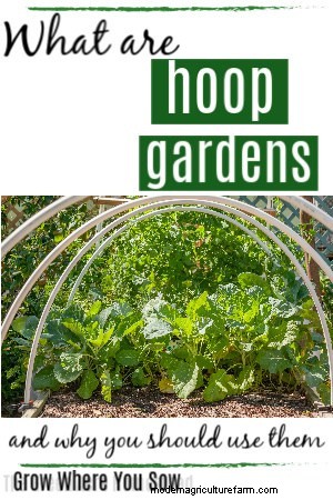 Hoop frames on garden beds