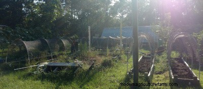 Hoop frames on garden beds