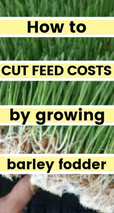How to cut feed costs with fodder