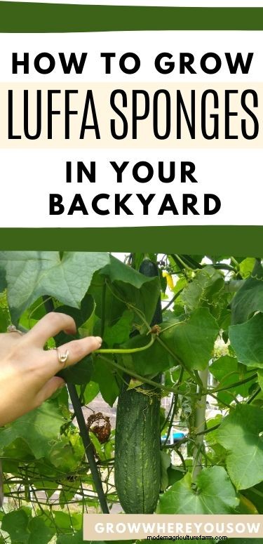 Growing luffa sponges