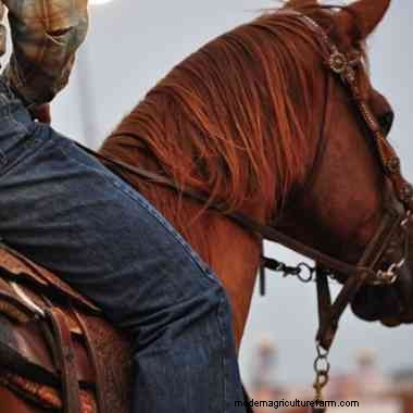 Veteran advice for young ranchers