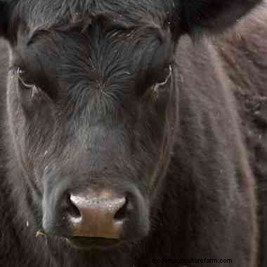 4 tips for letting calves settle on your farm