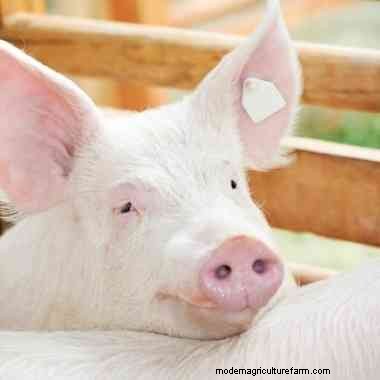 Hog killing and homemade sausage