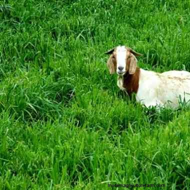 3 tips for raising goats on your farm