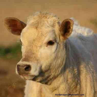 3 tips for raising healthy calves on your farm