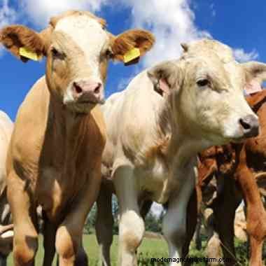3 ways to reduce heat stress in cattle