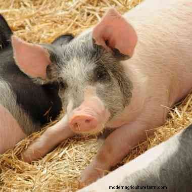 3 tips for raising pigs on your hobby farm