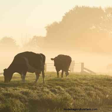 3 tips for handling livestock safely