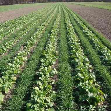 3 tips for planting successful cover crops