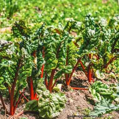 What Should I Know About Operating An Organic Nursery?