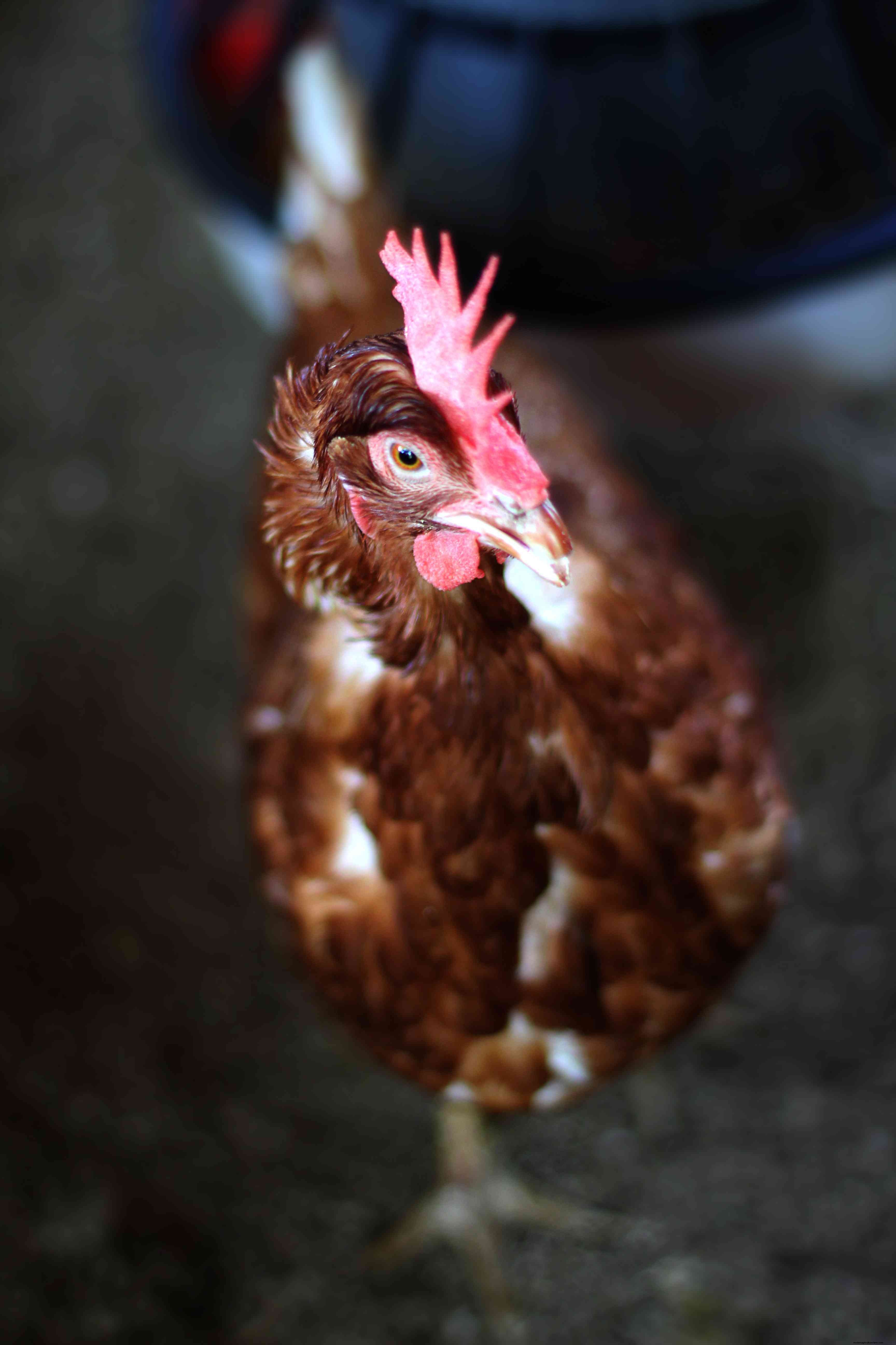 How Long Do Chickens Live?