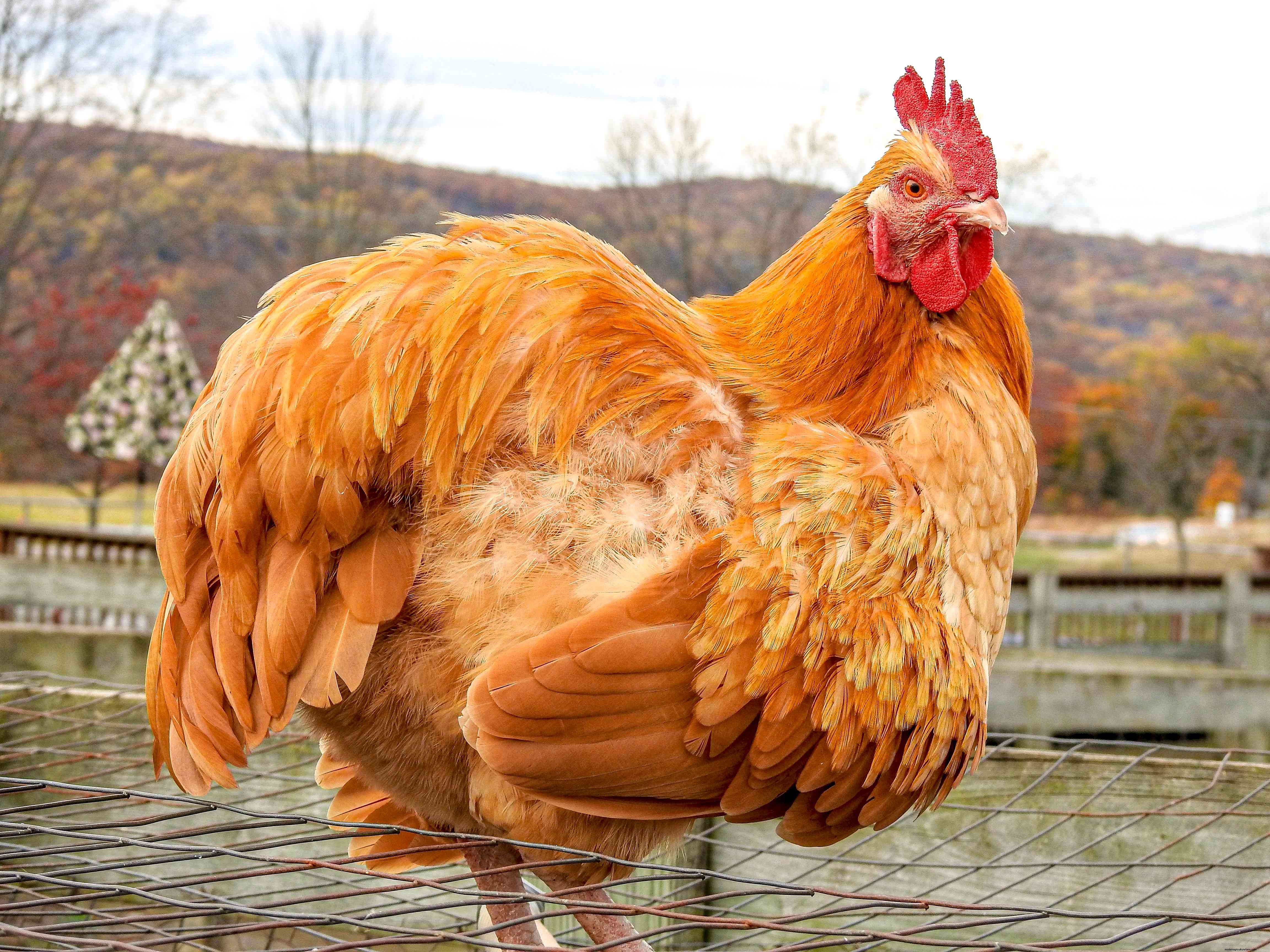 How Long Do Chickens Live?