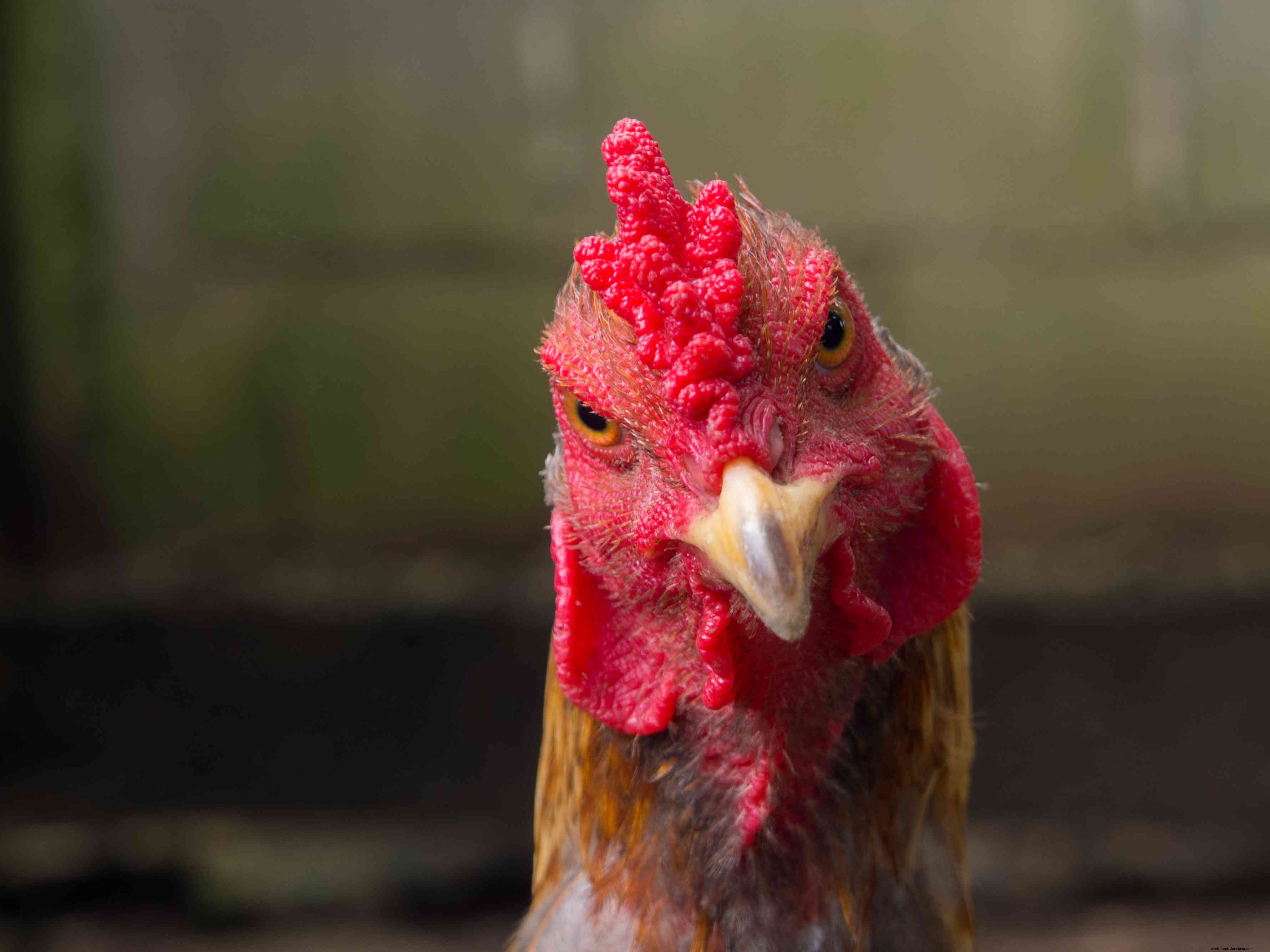 How Long Do Chickens Live?