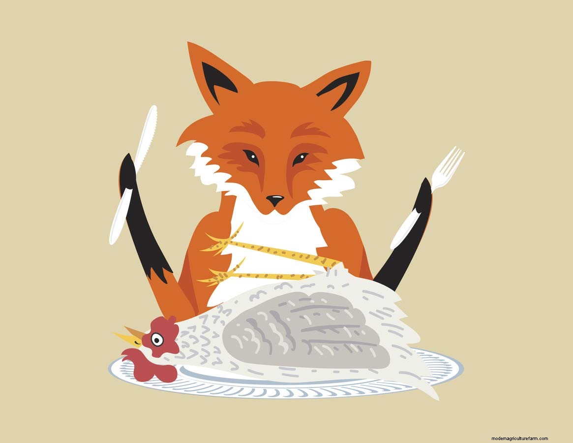Fox problems in the chicken coop