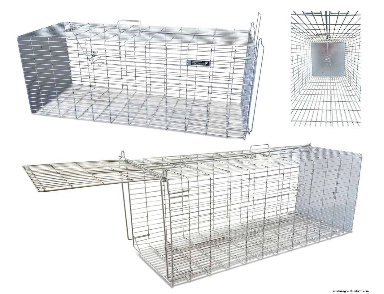 Fox problems in the chicken coop