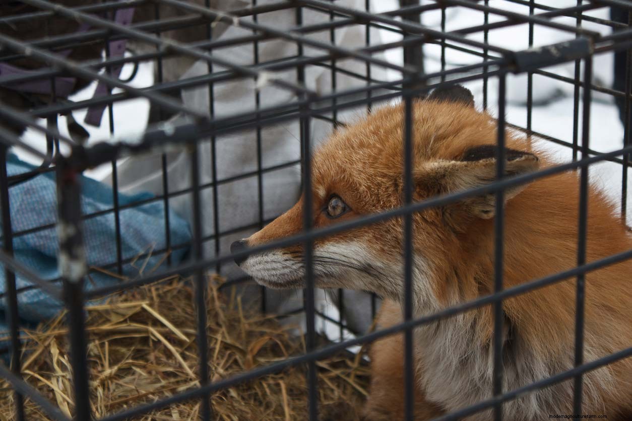 Fox problems in the chicken coop