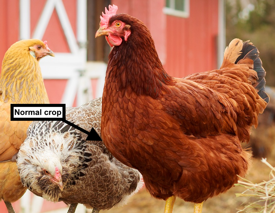 Sour crop in chickens