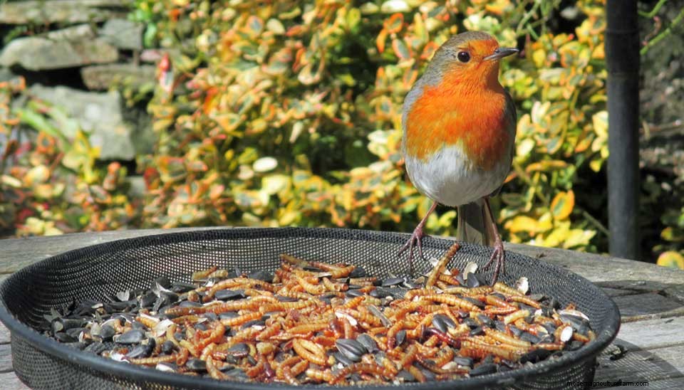 Everything About Dried Mealworms for Chickens