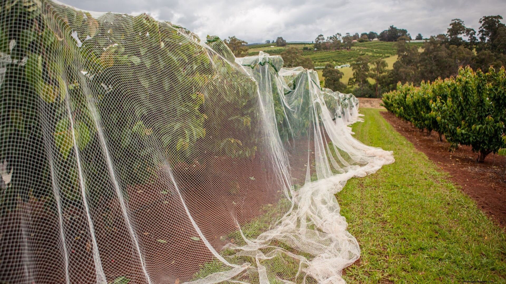 What can you use Bird Netting for?