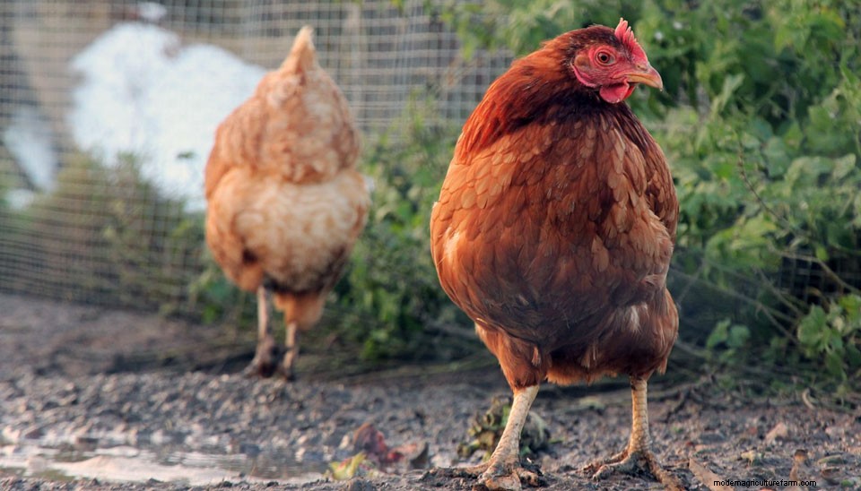 How to Prevent a Muddy Chicken Run