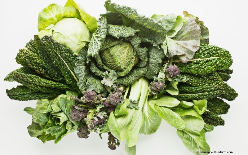 How to Prevent a Muddy Chicken Run