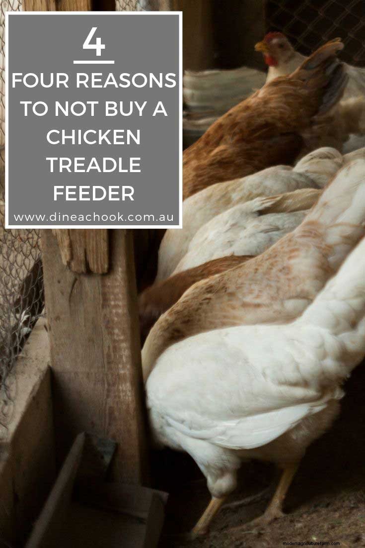 The problems with a Chicken Treadle Feeder