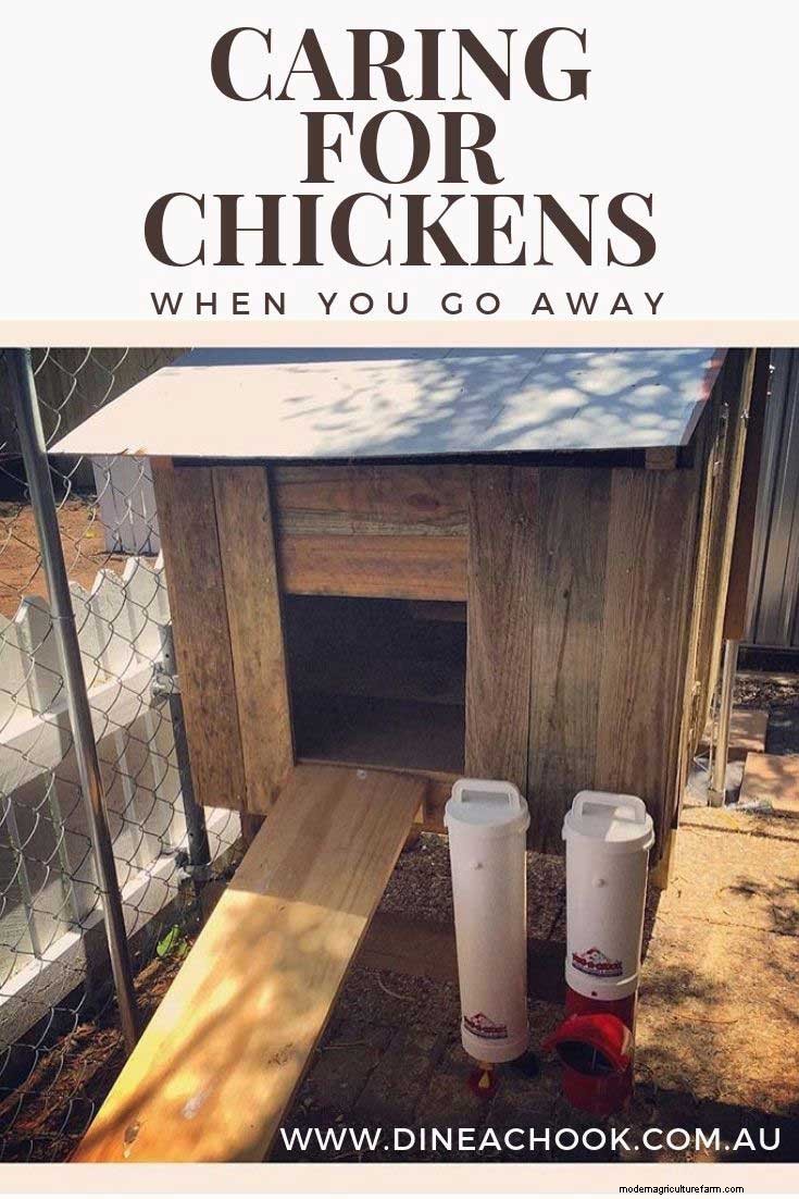 How to care for chickens when you go away