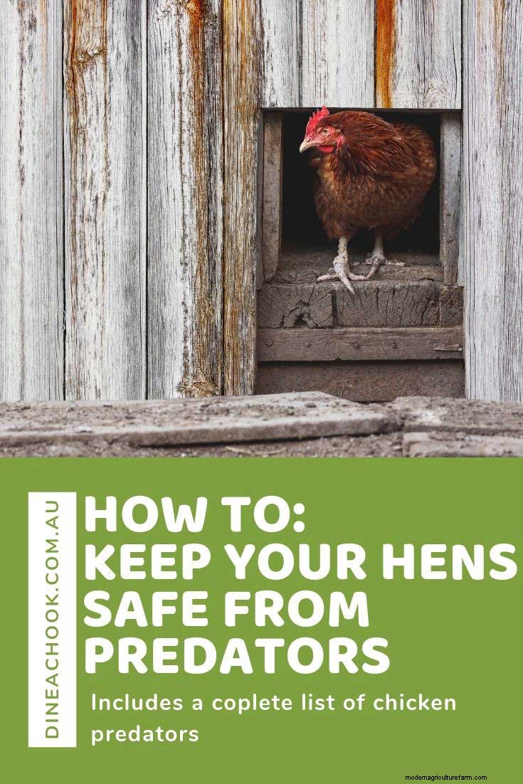 How to Protect Chickens from Predators