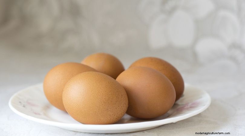 Do my chickens need Shell Grit?