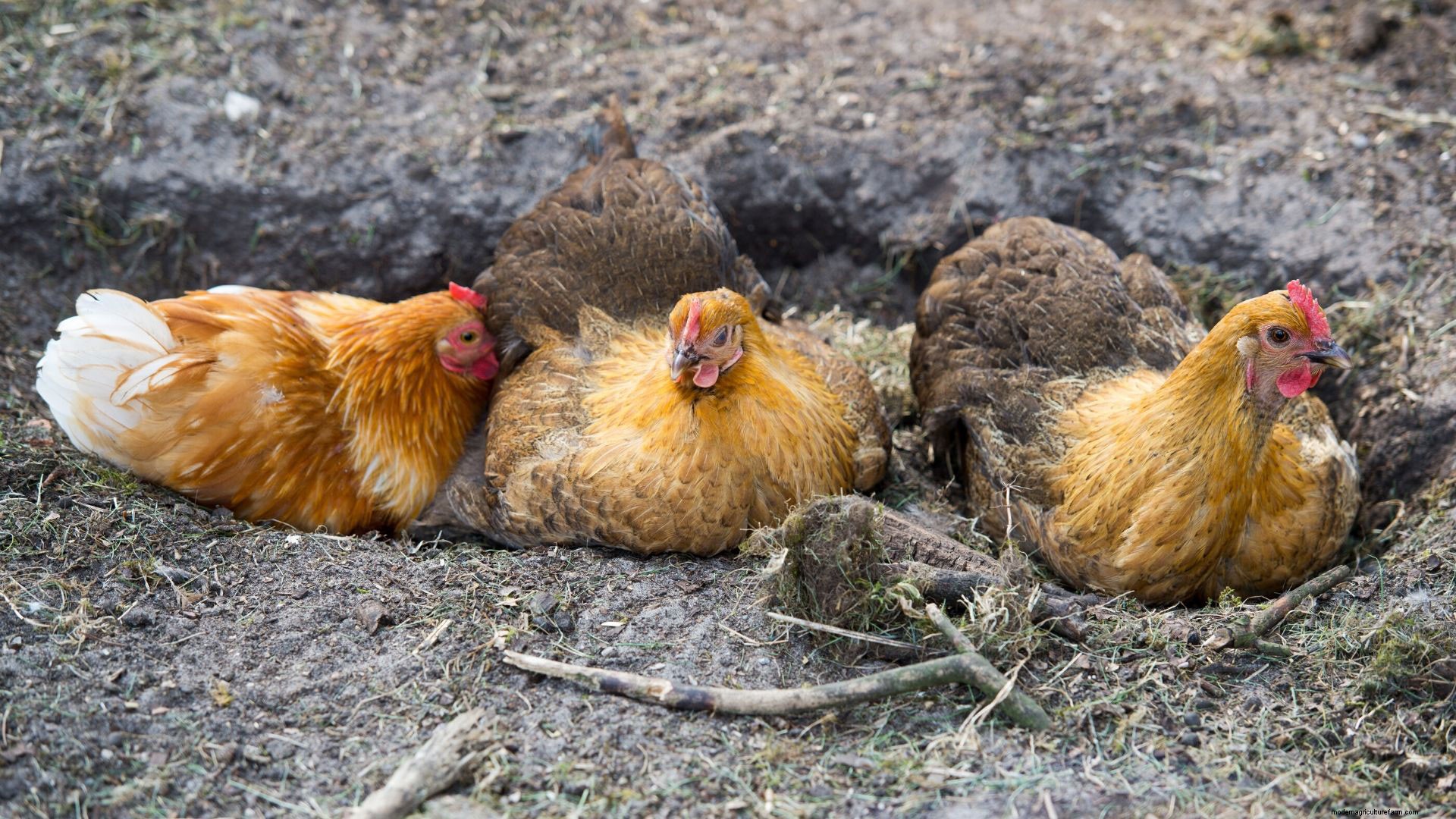 Why do chickens scratch the ground?