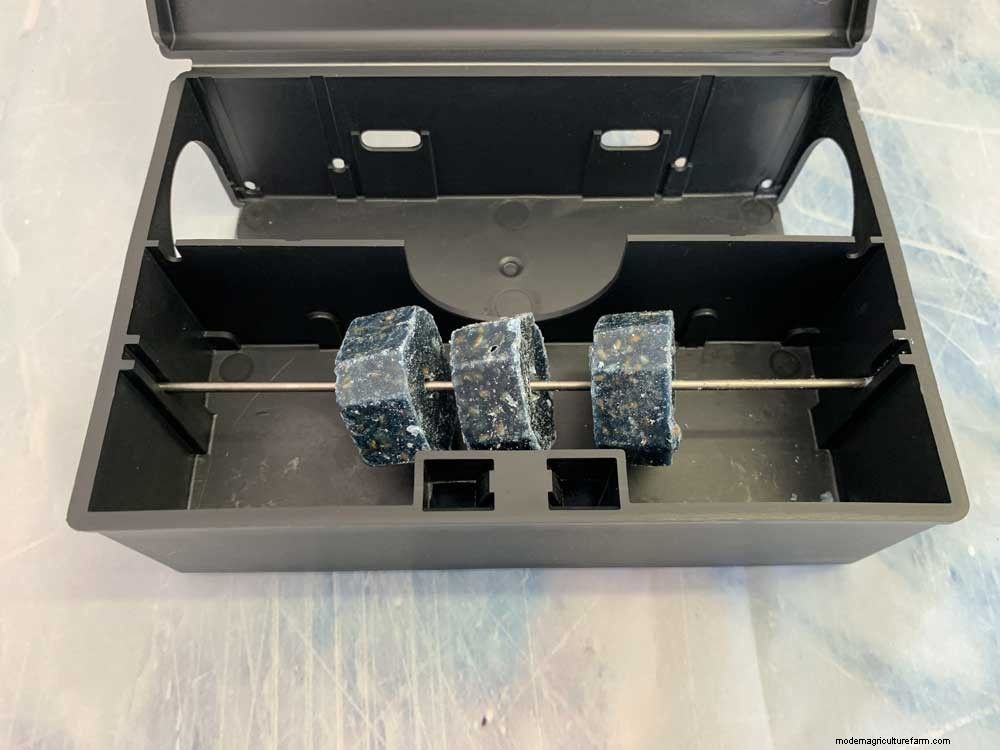 How to get rid of rats in the chicken coop