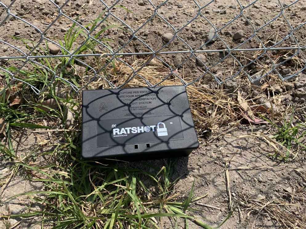 How to get rid of rats in the chicken coop