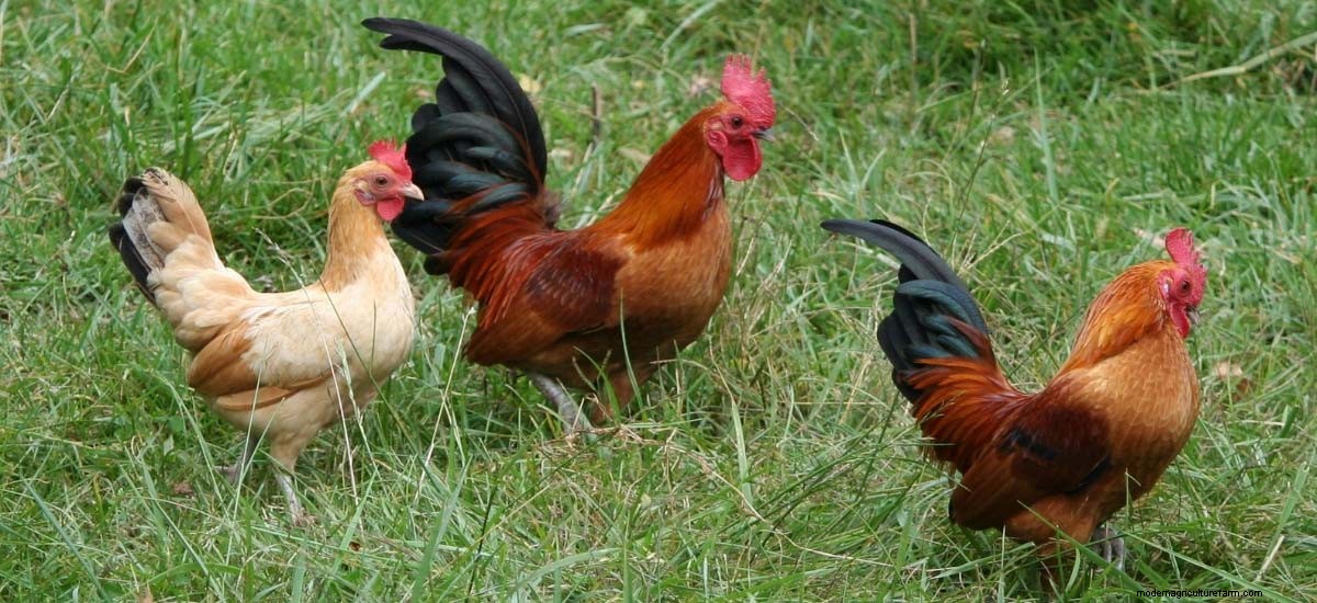 Egg-Binding - Ultimate Guide to problem laying